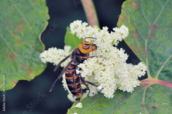 Obraz 訪花するオオスズメバチ（北海道・知床）
