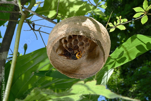 Obraz コガタスズメバチの巣作り（北海道・鶴居村）
