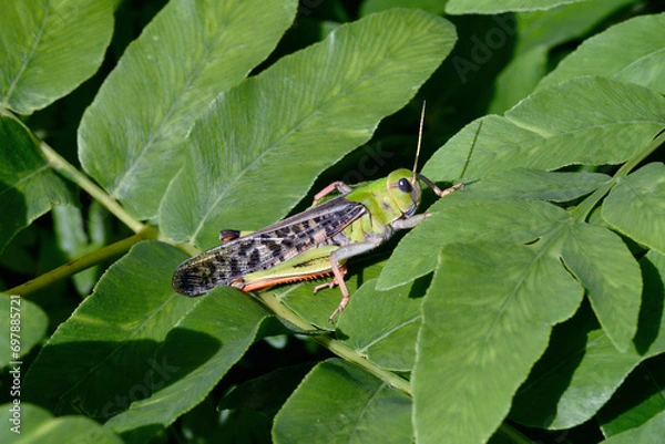 Obraz トノサマバッタ（北海道・層雲峡）
