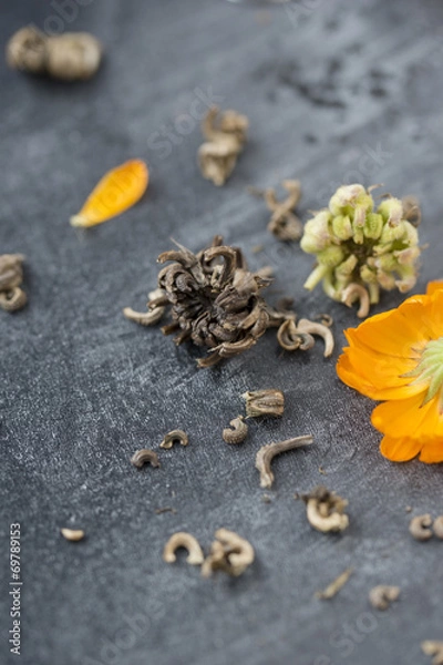 Obraz Ringelblumensamen