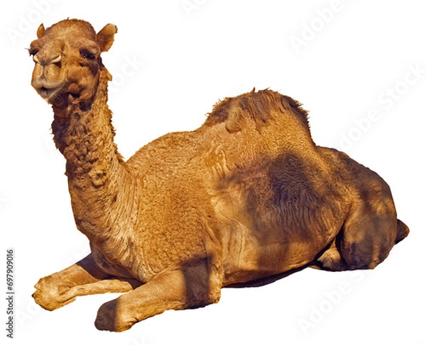 Obraz Camel sit lay on the ground isolated