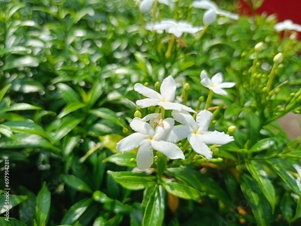 Fototapeta Garden flower