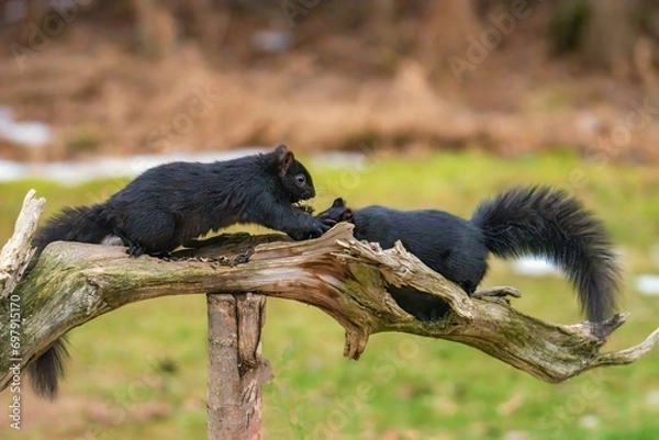 Fototapeta squirrels on a branch fighting
