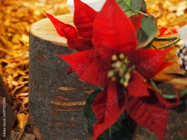 Obraz ポインセチア