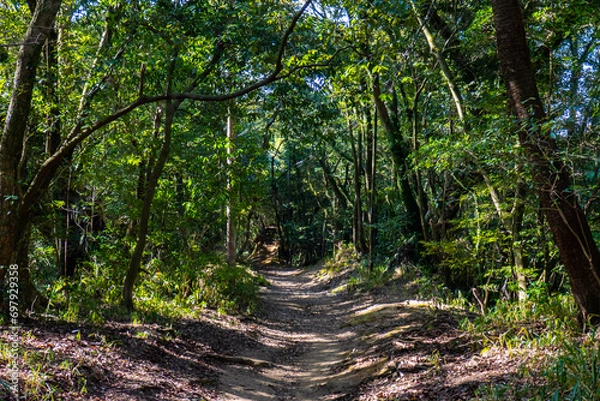Fototapeta 木漏れ日さす森