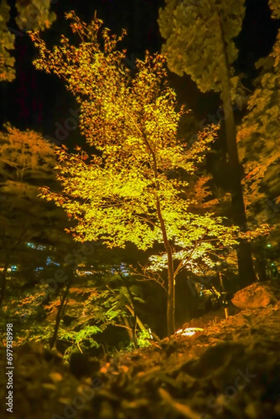 Fototapeta ライトアップされた香嵐渓の紅葉