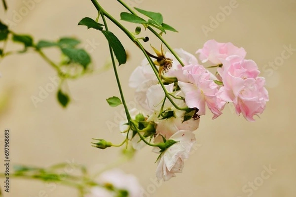 Fototapeta 白い壁を背景にしたきれいなバラ