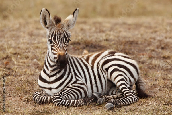 Obraz Baby Zebra