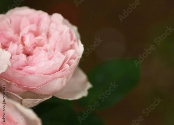 Fototapeta 大輪のシャクヤクのクローズアップ