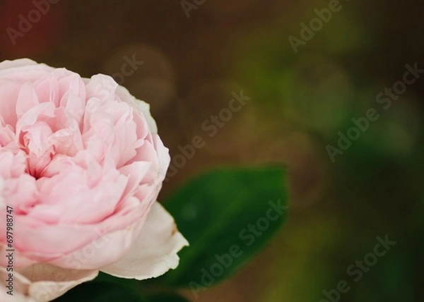 Fototapeta 大輪のシャクヤクのクローズアップ