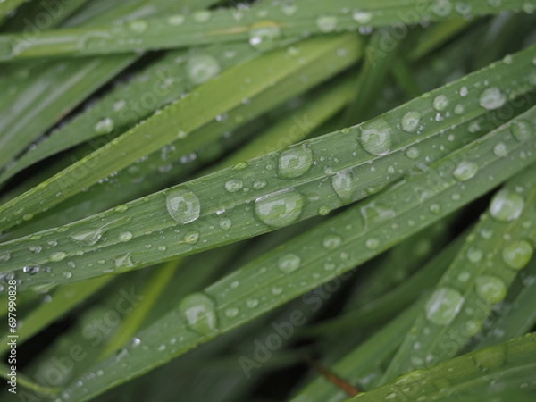 Fototapeta Cecpec con gotas de agua