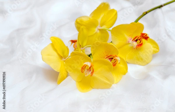 Obraz The branch of yellow orchids on white fabric background
