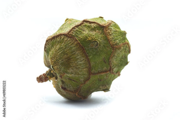 Obraz cypress cone isolated