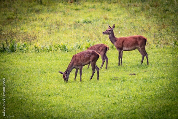Obraz Famille cervidés