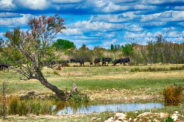 Obraz taureaux en camargue