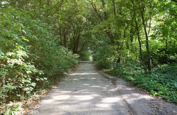 Fototapeta Forest road in a green forest with sun rays in sunny daytime. Green trees and bushes close to wide ground path
