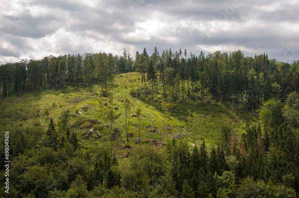 Obraz przyroda górska drezwa