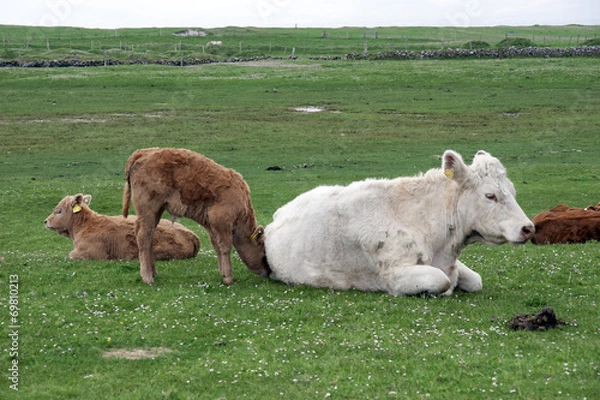 Fototapeta calves and mother resting on the green grass
