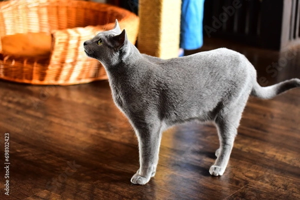 Fototapeta 猫カフェに居たロシアンブルー