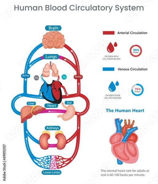Fototapeta Human circulatory system and Blood circulates through arteries and veins vector image
