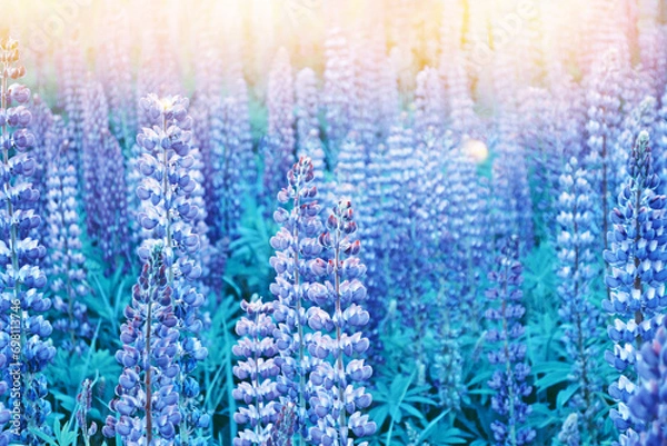Fototapeta Lupinus field flowers. lupin in meadow. landscape.