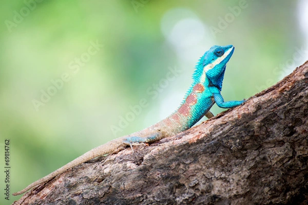 Fototapeta Lizard on the tree