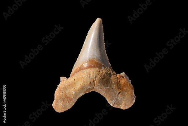 Fototapeta Fossil Shark Tooth from the Paleogene Period, Observe
