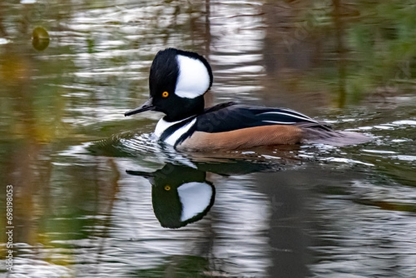 Obraz hooded merganser