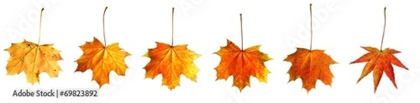 Fototapeta feuille d'érable