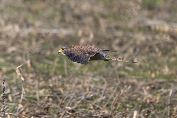 Fototapeta 田んぼを飛翔するチョウゲンボウ