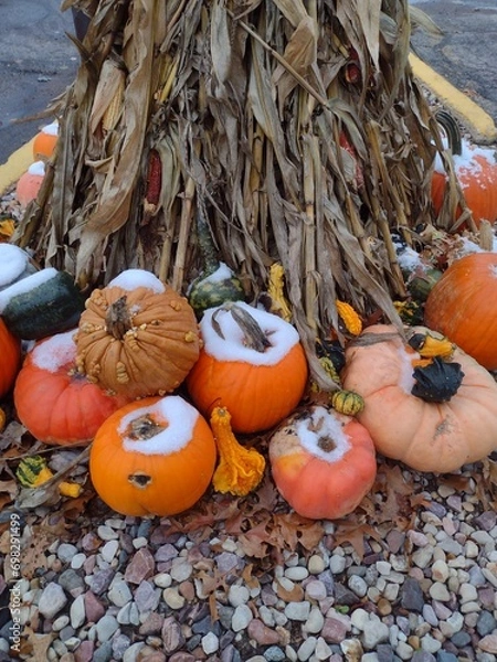 Obraz pumpkins and gourds