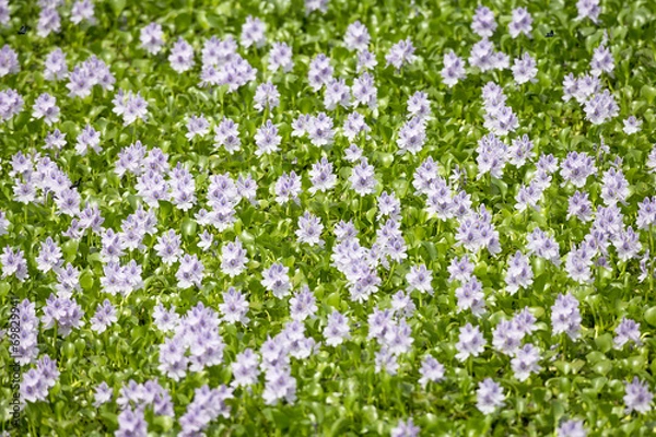 Fototapeta ホテイアオイ