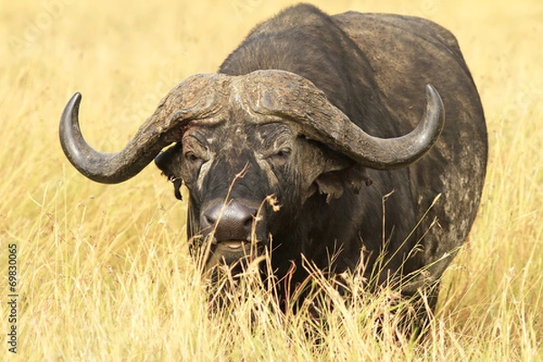 Fototapeta Cape Buffalo na Masai Mara w Afryce
