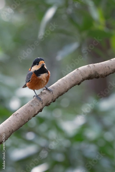 Fototapeta 日本の秋の野鳥