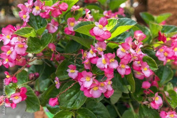 Obraz Begonia Semperflorens.