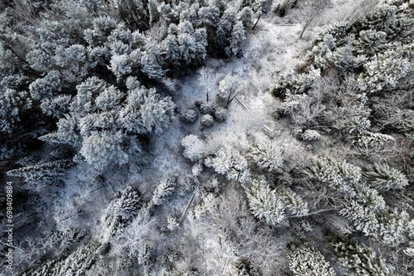 Obraz snow covered forest