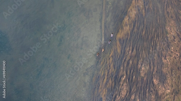 Obraz ducks on river