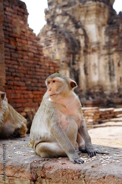 Obraz Monkey Lopburi Thailand