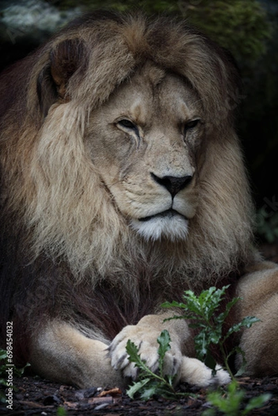 Fototapeta Porträt eines Löwen