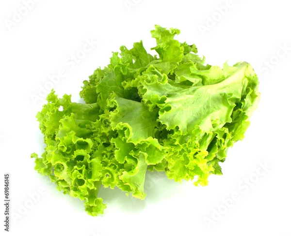 Obraz Lettuce
