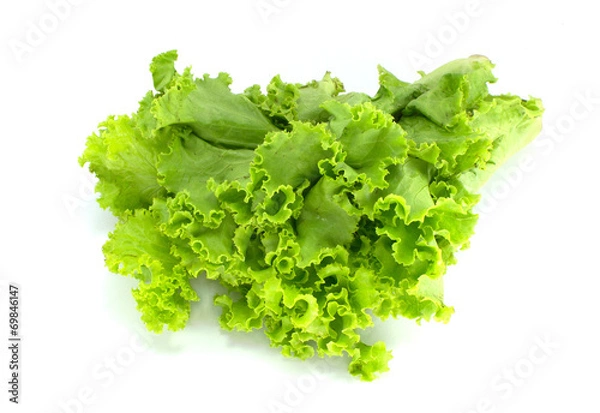 Obraz Lettuce