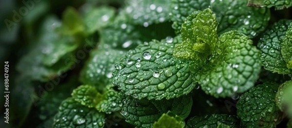 Fototapeta Close-up of fresh mint leaves with water droplets.