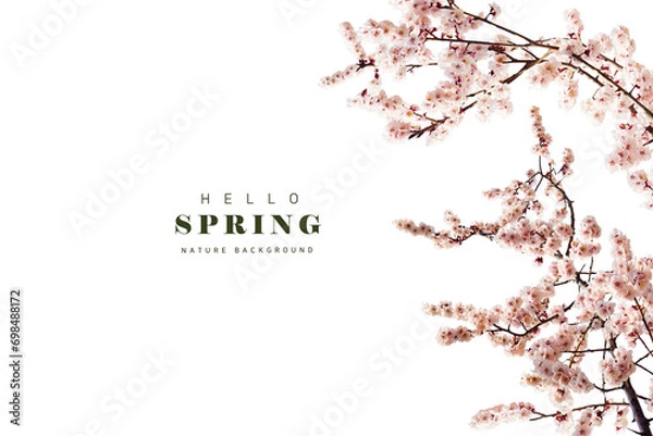 Obraz Cherry blossom tree branches