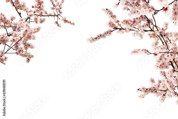 Obraz Cherry blossom tree branches