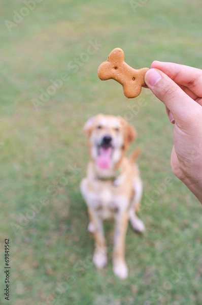 Obraz Dog Biscuit for Training