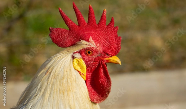 Obraz rooster in the garden on a farm - free breeding