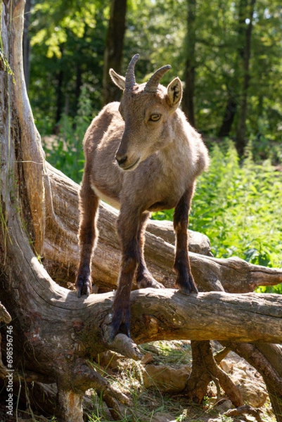 Fototapeta Steinbock in der Natur mit Baumstamm
