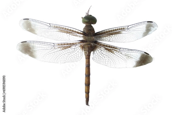 Fototapeta dragonfly isolated on white