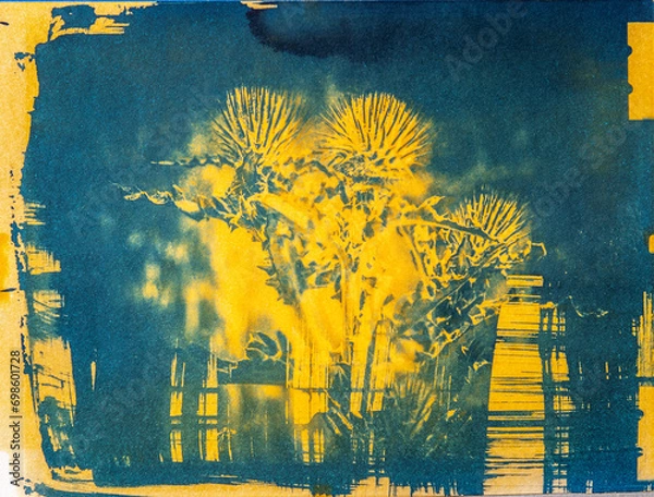 Fototapeta A handmade image of a cobweb thistle plant, printed using an old photographic process called a Cyanotype mixed with a Turmeric Anthotype process.