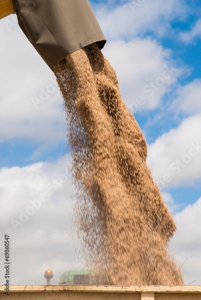 Obraz grain unloading